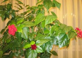 Kinų rožė (Hibiscus) nebuvo žydi, arba duoti tik pumpurai pora. Kaip tik jai padėti!