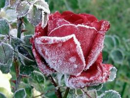 Paruoškite rožes žiemai: kaip nuotaika, kas ir ką nuslėpti, kaip kirpti. Kaip spalva įtakoja šalčio