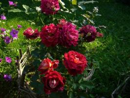 Žiemojimo rožės: kaip apsaugoti karalienę nuo užšalimo
