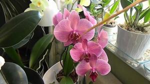 Drėgmė ne orchidėjų auginimo
