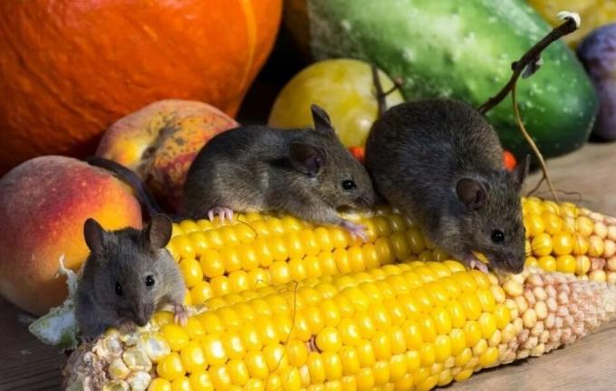 Pelės valgyti derlių. Nuotraukų šaltinis: botanichka.ru