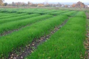 Rugiai žalia mėšlo: sodinti rudenį bus padidinti derlingumą ir derliaus daržovių dėl organinių