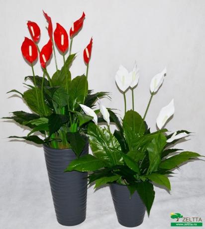 Anthurium ir Spathiphyllum: dalintis nuotraukomis iš interneto