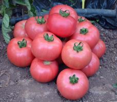 5 iš saldžiausias veislių pomidorų