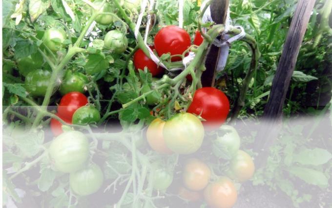 Pomidorai šiltnamyje (Nuotrauka - internetas)