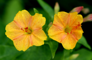 5 Neįprasta ir užkietėjusių gėlės. Pasirinkimas jūsų sode