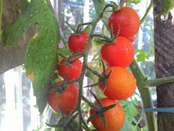 Nokinimo pomidorai - regėjimą gerklės akis! (Mojateplica.ru)