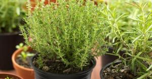 7 vaistiniai augalai, kurie turi būti auginami namuose