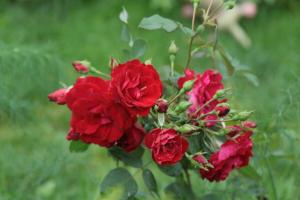 Kanados Rose Garden yra geros rusų (ypač šaltų regionų)