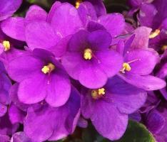 Violetinė šaknų auginiai lapo