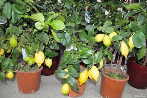 Kaip auga vaisinės citrina ir mandarinas iš akmens