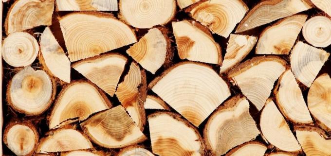 Liepų medienos turi gydomųjų savybių