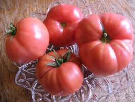 6 nereiklus mažo dydžio pomidorų veisimo Sibiro