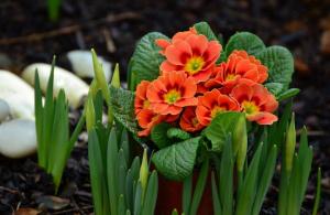 Kas daigų gėlės tikrai turėtų pasodinti gruodį žemės pavasarį sode be jokių problemų