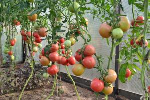 5 paslaptys rūpintis aukščio pomidorų. Augti didelis derlius be vargo
