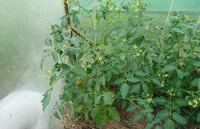 Birželio 11, 2019 m Kursko. Du krūmas pomidorų lemiantis vienos rūšies mikorizes ir be vargu skiriasi.