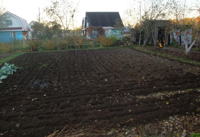Nepalikite dirvožemis pagimdė | Sodininkystė ir sodininkystės