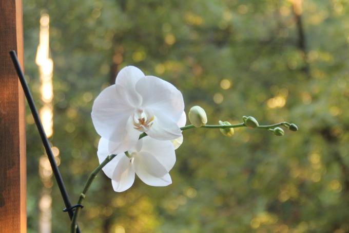 Mano balta Phalaenopsis šią vasarą pražydo pirmą kartą po pirkimo. Laikyti straipsnį savo puslapyje socialiniame tinkle, kad nebūtų prarasti ir pasidalinti su draugais!