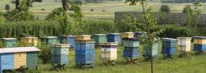 Kaip organizuoti mini ūkio bitė