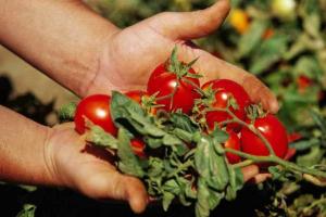 6 paslaptys: pomidorai yra skanus, sultingas ir didelis
