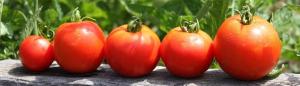 Sodinti pomidorus žiemai? Taip! Ankstyvas daigumas ir derlius