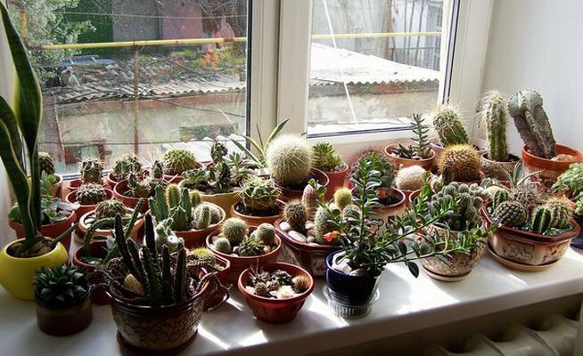 Rinkimas kaktusų pietinėje langą