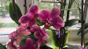 Kankinamas laukti žydėjimo Orchidėjos? Keletas patarimų, kurie padės gauti spalvingas augalas