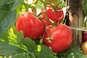 Pagreitina nokinimo pomidorus ir padidinti jų derlių 2 kartus