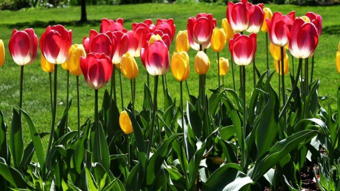 Tulpė - vienas iš Spring Garden simbolių! Nuotrauka: wallpaperscraft.ru
