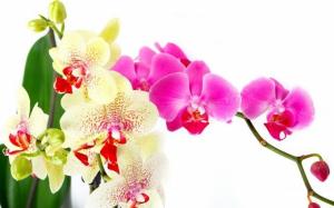 Rūpinimasis orchidėjų po žydėjimo