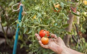 Kodėl pomidorai pražydo gausiai, ir išaugo šiek tiek vaisių.