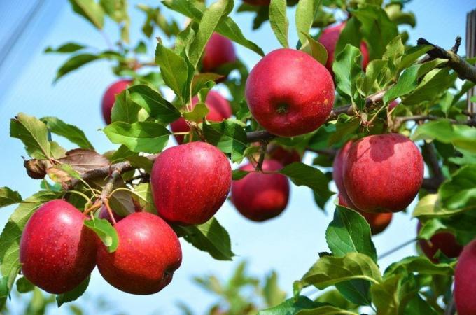 Ką daryti, jei obuolių ir slyvų nebuvo duoti vaisių?