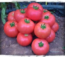 6 veislių didelių ir mėsingos pomidorų