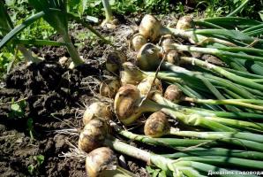 Senas rusų metodas auginti svogūnai