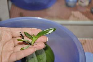 Kaip skleisti orchidėjų į namus per žiedkočių
