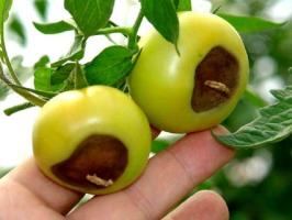 Žiedų puvinio pomidorai: simptomai ir gydymas