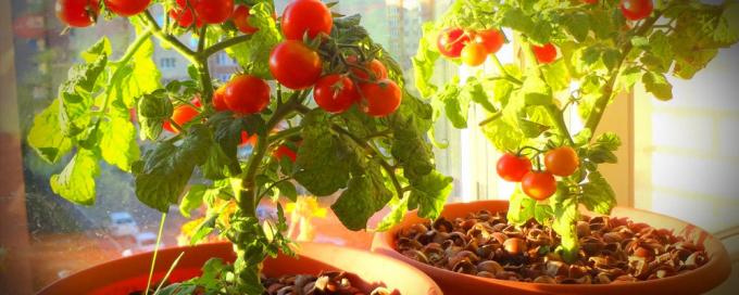 Už gerą vaisinės vazoninių pomidorų reikia daug saulės