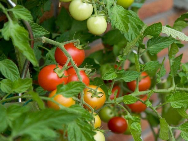 statūs pomidorai