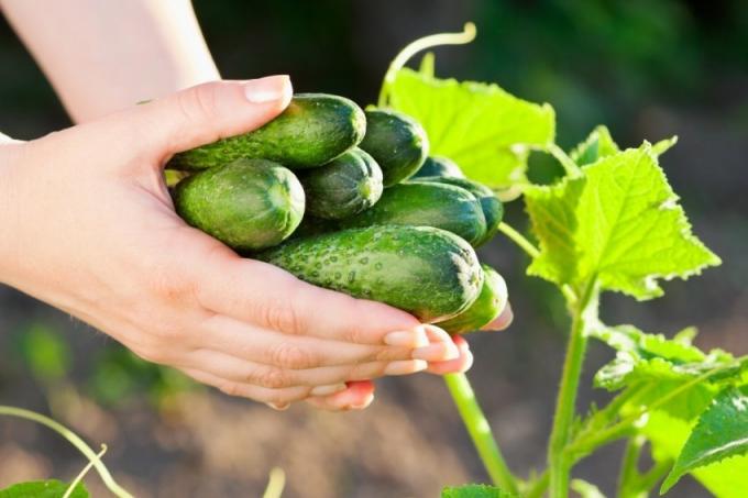 Būdai gauti gausų derlių agurkų, remiantis gamtinių daržoves poreikius (