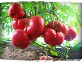 5 našiausių veislių pomidorų