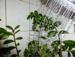 ♨ karštas dušas transformuoja vazoninių augalų! Jei viskas daroma teisingai
