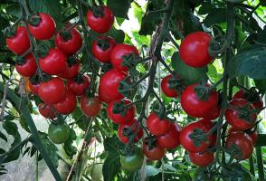 Kaip greičiau ir pašarų pomidorus rugpjūčio nokti