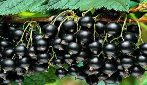 Puikus ir prieinamas priemones padidina juodųjų serbentų derlių kelis kartus.