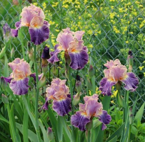 Iris galima vadinti dieviška gėlių. Senovės graikai pavadino garbei jų deivė Iris, kuris nusileidžia iš dangaus į mirtingojo pasaulio per vaivorykštės gamyklą. Iris ir verčia kaip "Vaivorykštė" Vėliau botanikai nutarė neliesti nieko pavadinimų. Ir teisingai!