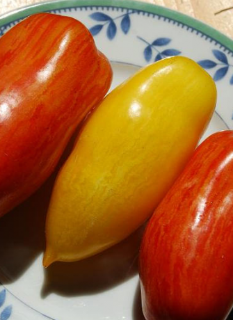 Veislių pomidorų bananų kojos (parodyta geltona)