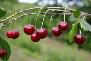 Cherry geros vaisių kitais metais: Kaip tręšti ir apsaugoti nuo graužikų