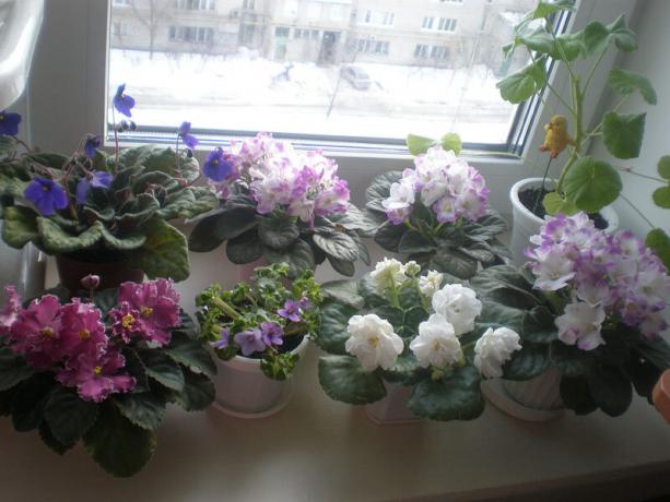 Reti variantas: Violetiniai, žydėjimo žiemą. Rodyti: http://ssdosug.ru
