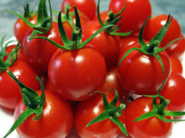 Vyšniniais pomidorais bręsti greičiau, reikia padaryti? Priežiūra ir žemės ūkio technikos