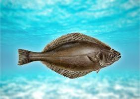 Žuvis otas: Aprašymas, nauda ir galima žala organizmui