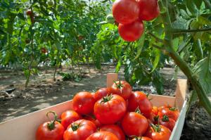Kaip auga turtingą derlių pomidorų: kontrolės lapai